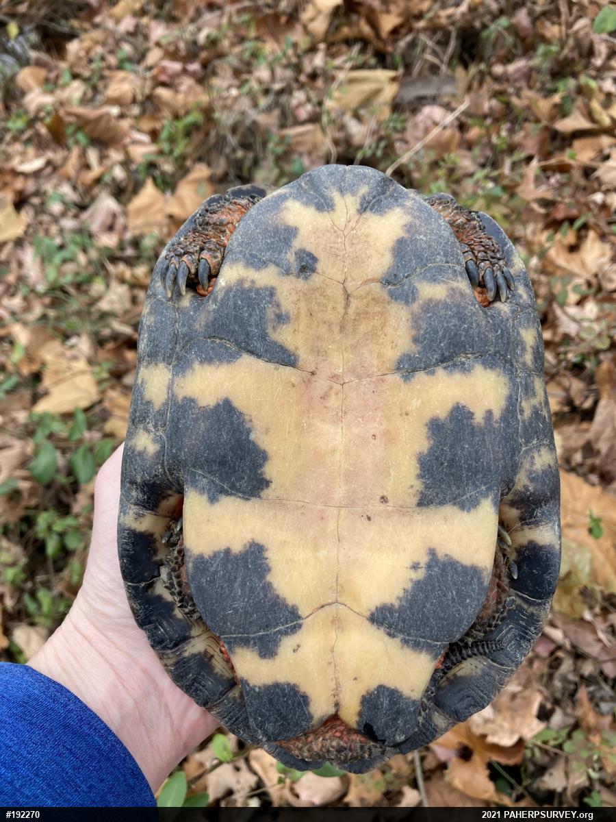 Wood Turtle