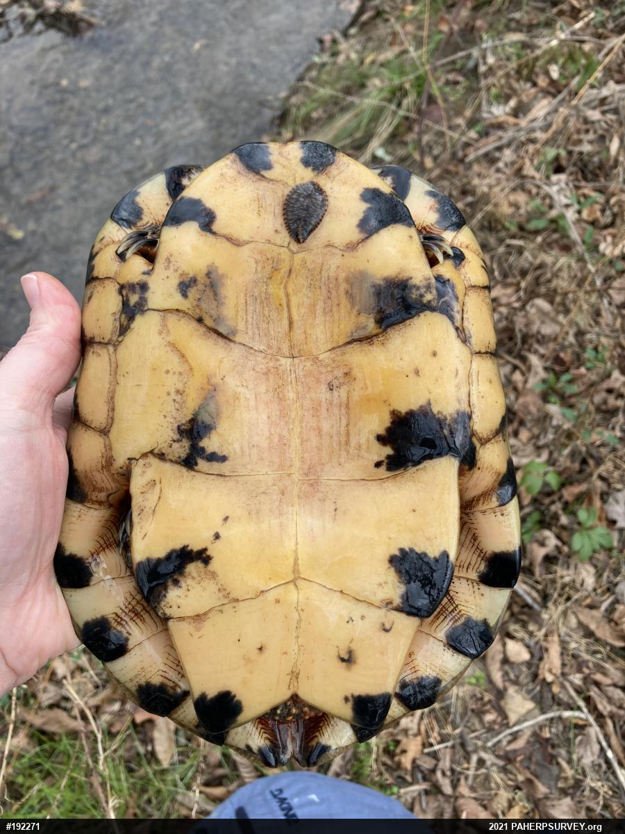 Wood Turtle