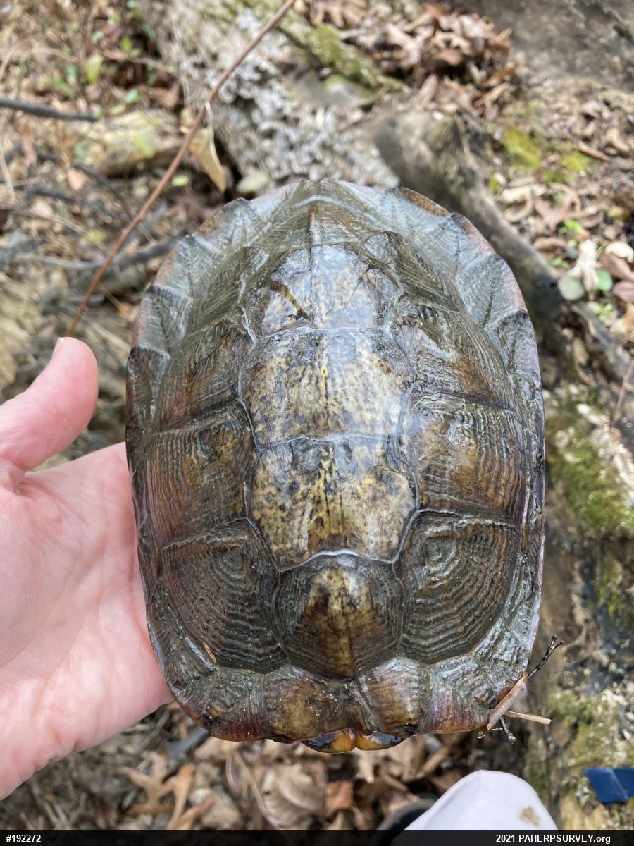 Wood Turtle
