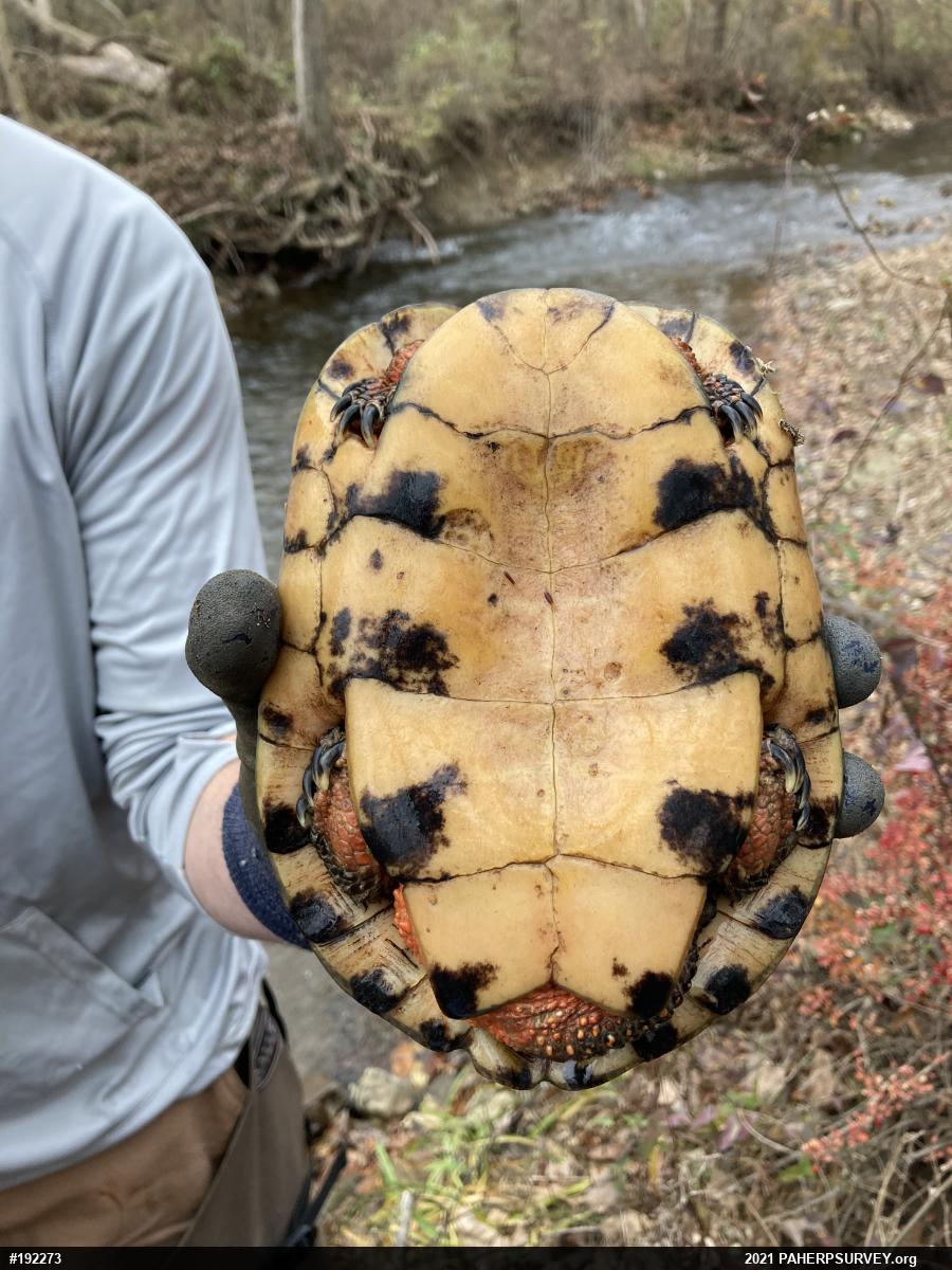 Wood Turtle