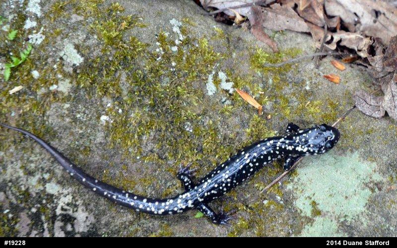 Northern Slimy Salamander