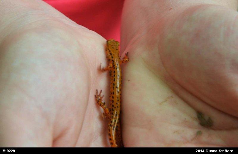 Eastern Long-tailed Salamander