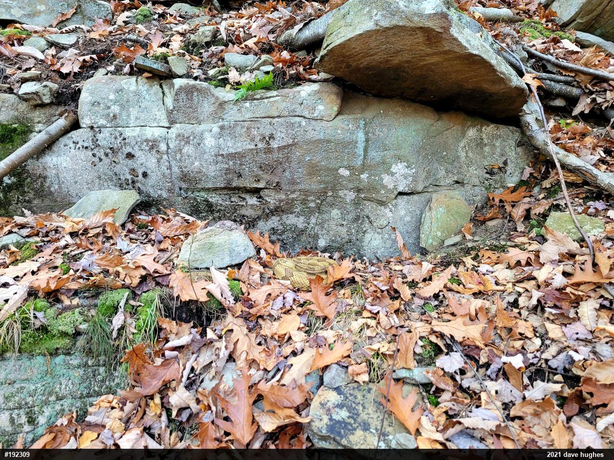Timber Rattlesnake