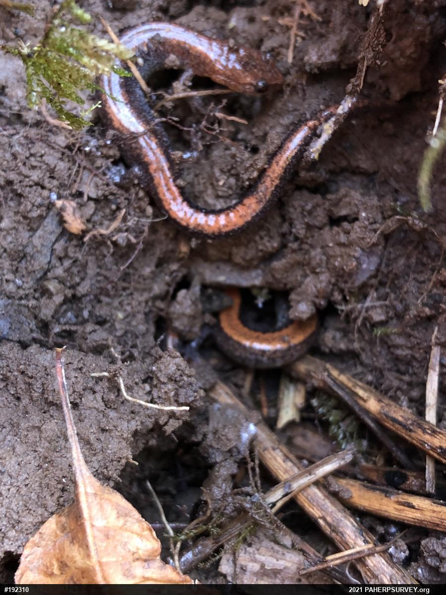 Eastern Red-backed  Salamander