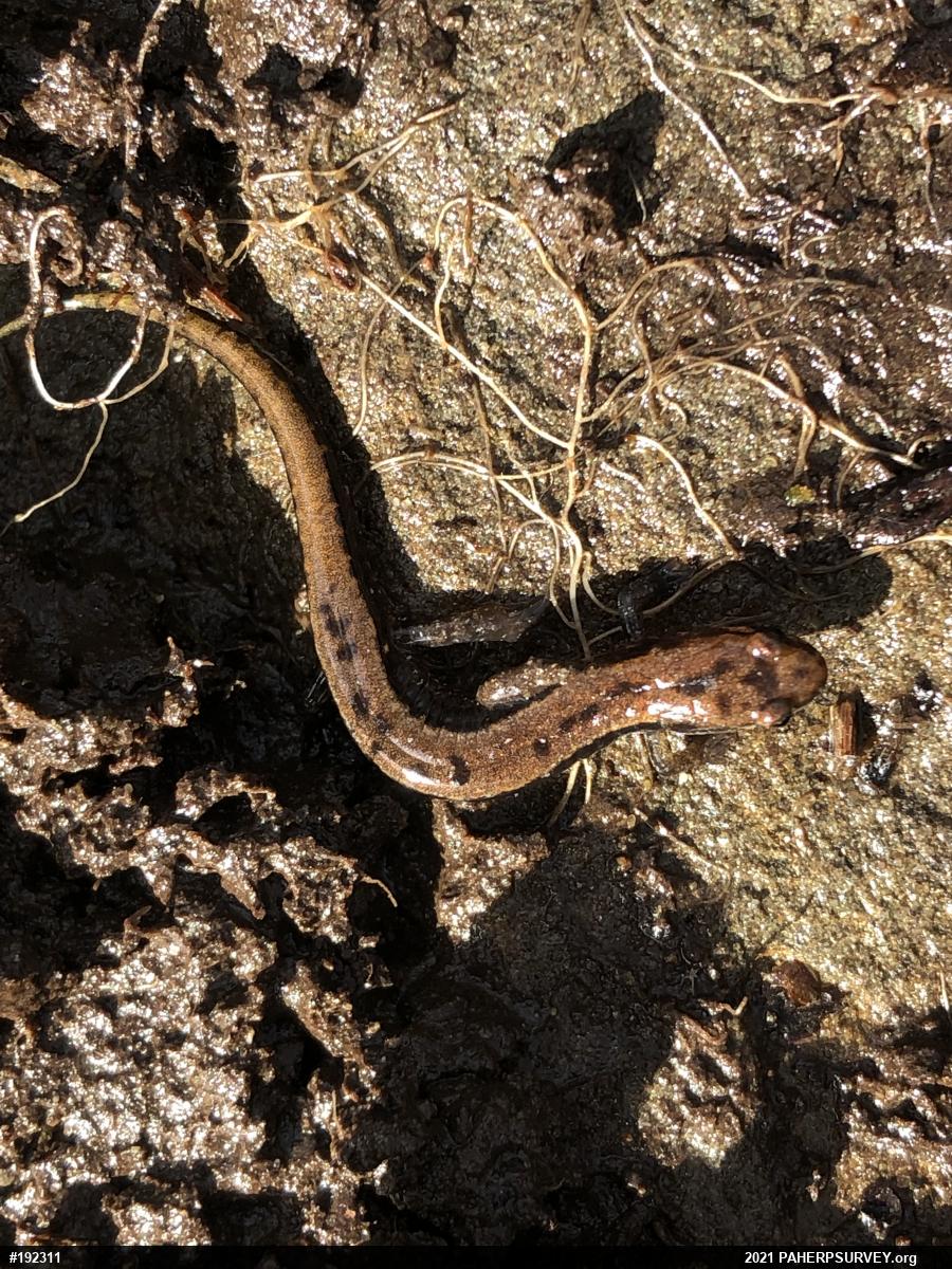 Allegheny Mountain Dusky Salamander