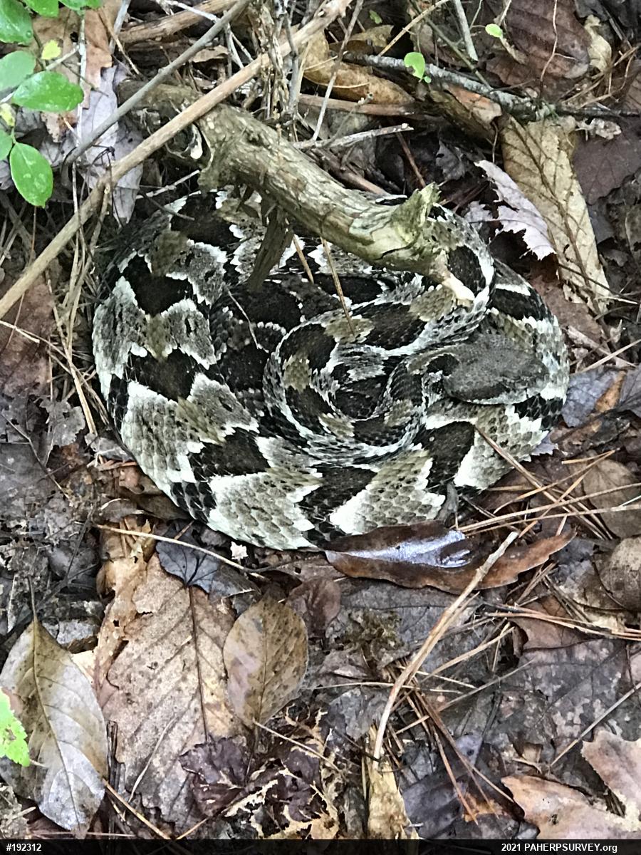 Timber Rattlesnake