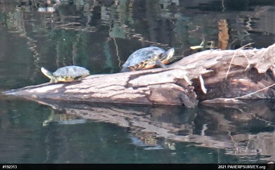Red-eared Slider
