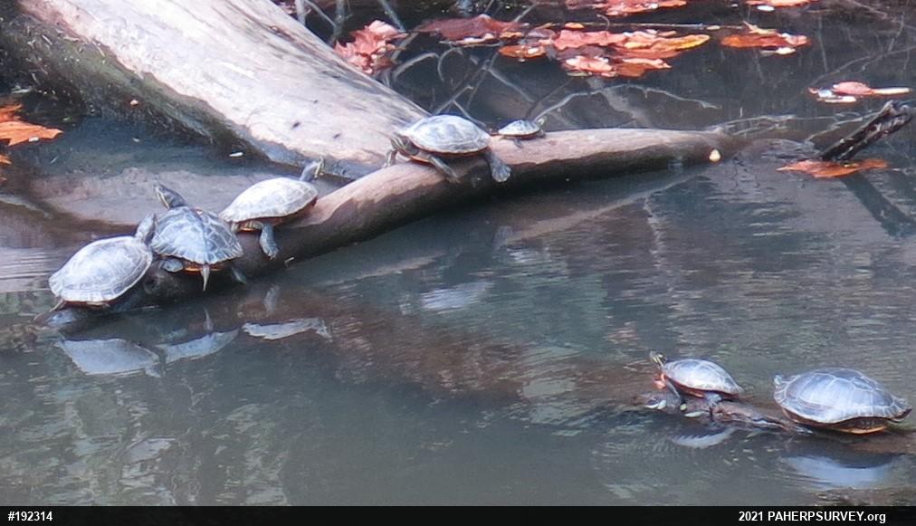 Painted Turtle