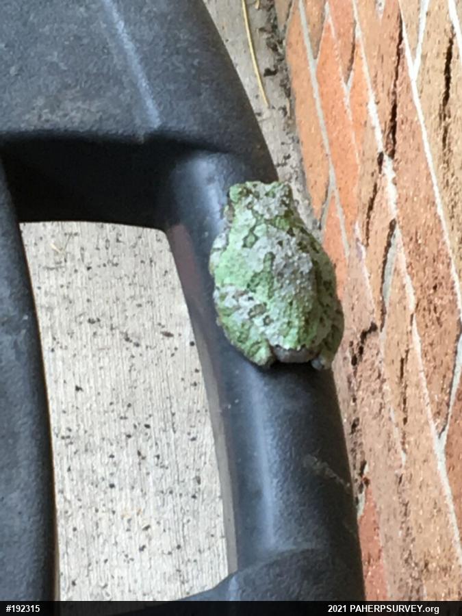 Unknown Gray Treefrog
