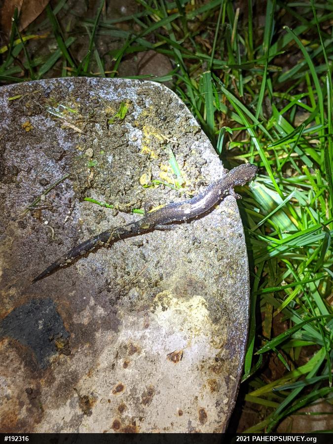 Eastern Red-backed  Salamander