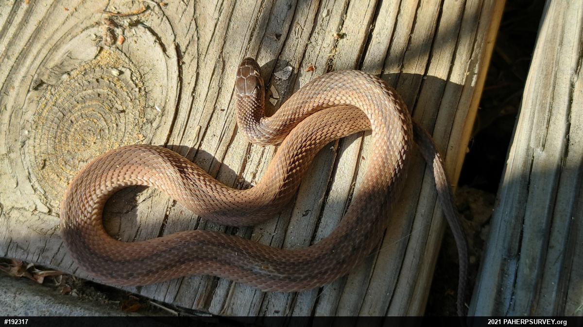 Dekay's Brownsnake