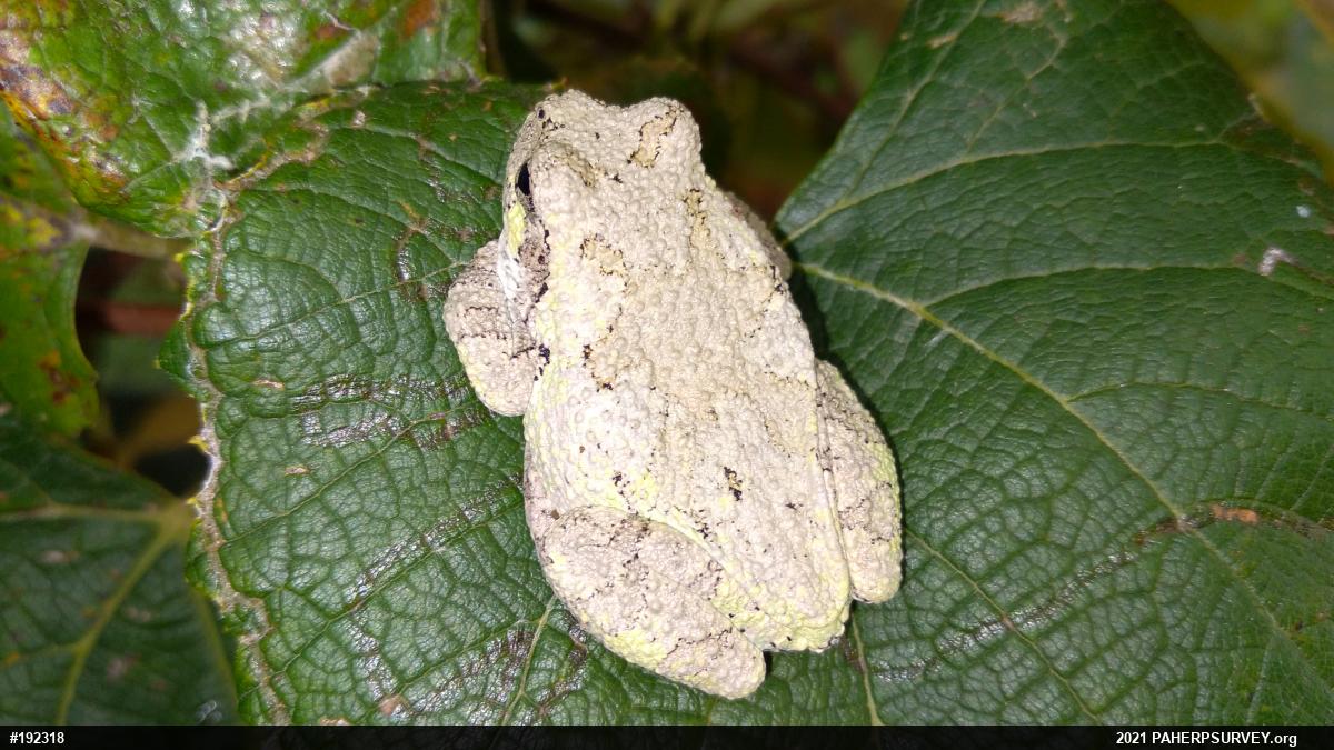 Unknown Gray Treefrog