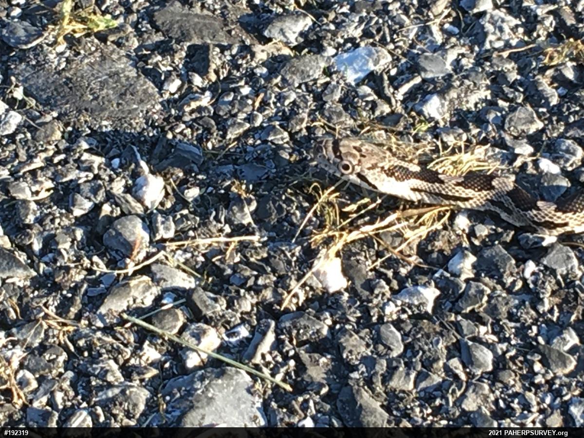 Eastern Ratsnake