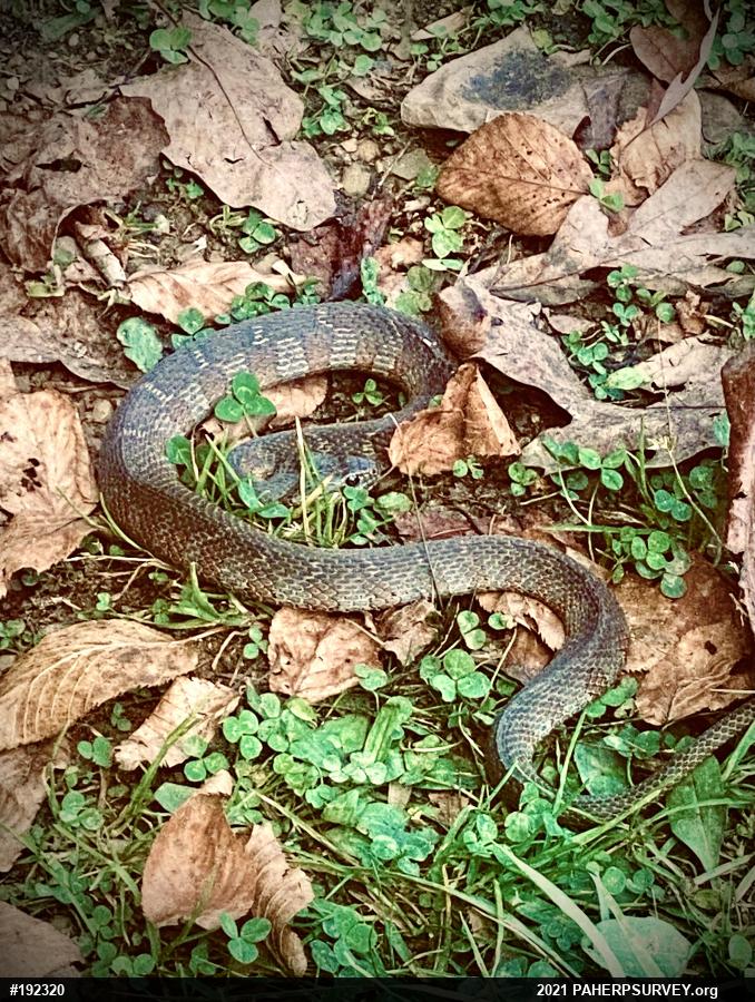 Northern Watersnake