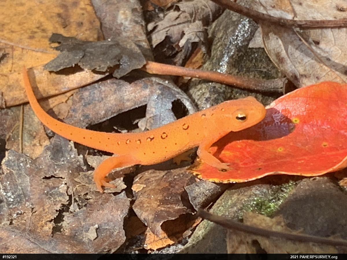 Red-spotted Newt