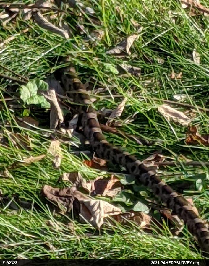 Eastern Milksnake