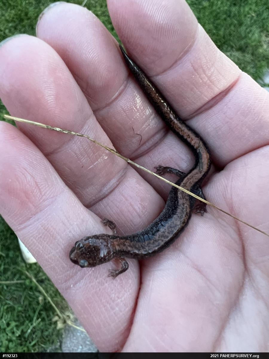 Eastern Red-backed  Salamander