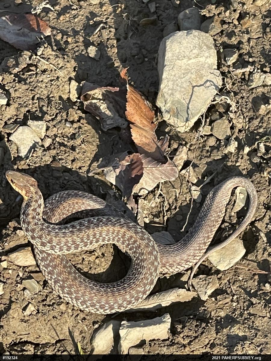 Eastern Gartersnake
