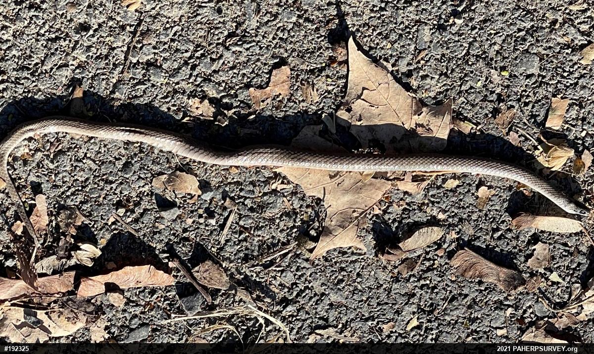 Dekay's Brownsnake