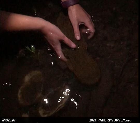 Eastern Hellbender