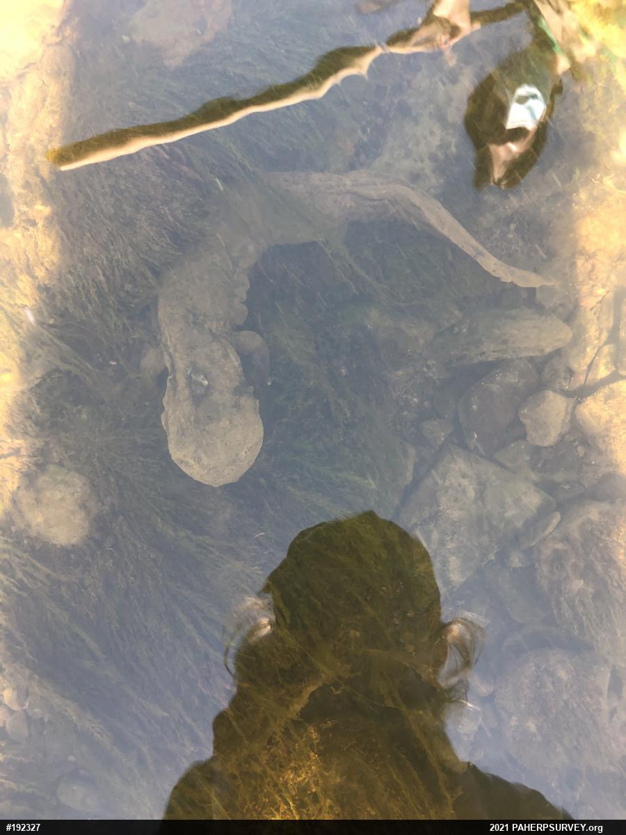 Eastern Hellbender