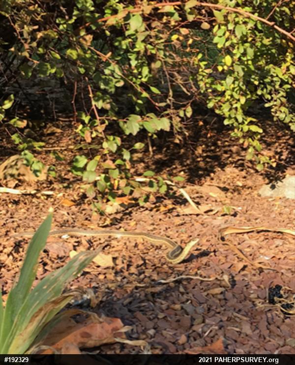 Eastern Gartersnake