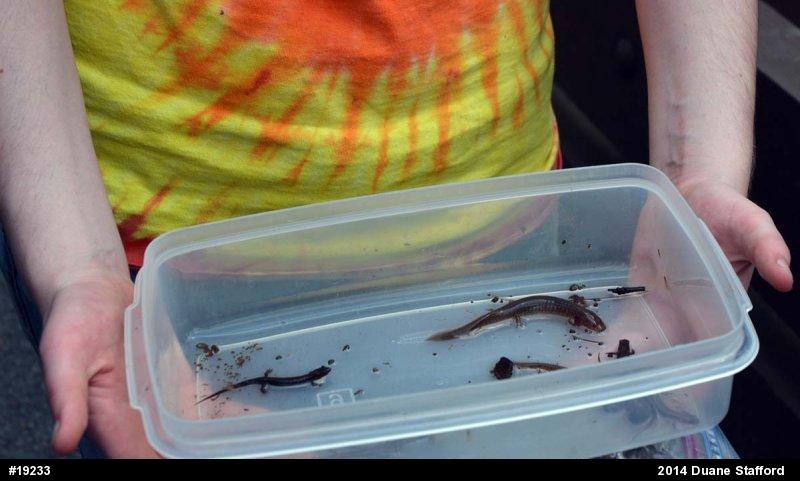 Northern Spring Salamander