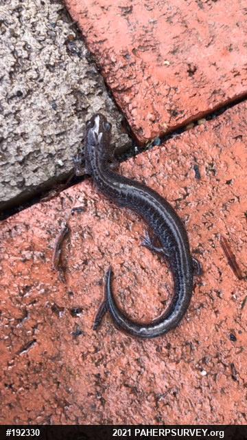 Eastern Red-backed  Salamander