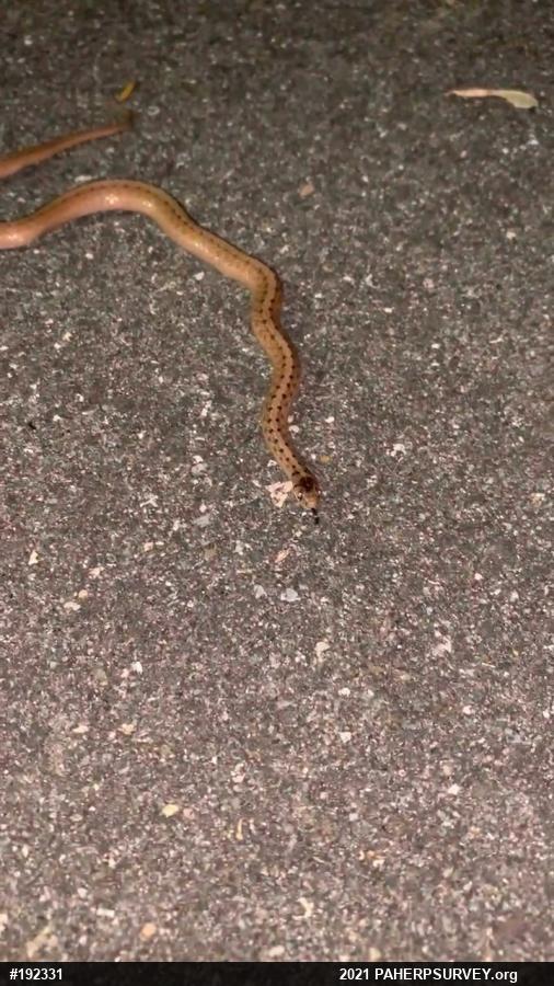 Dekay's Brownsnake