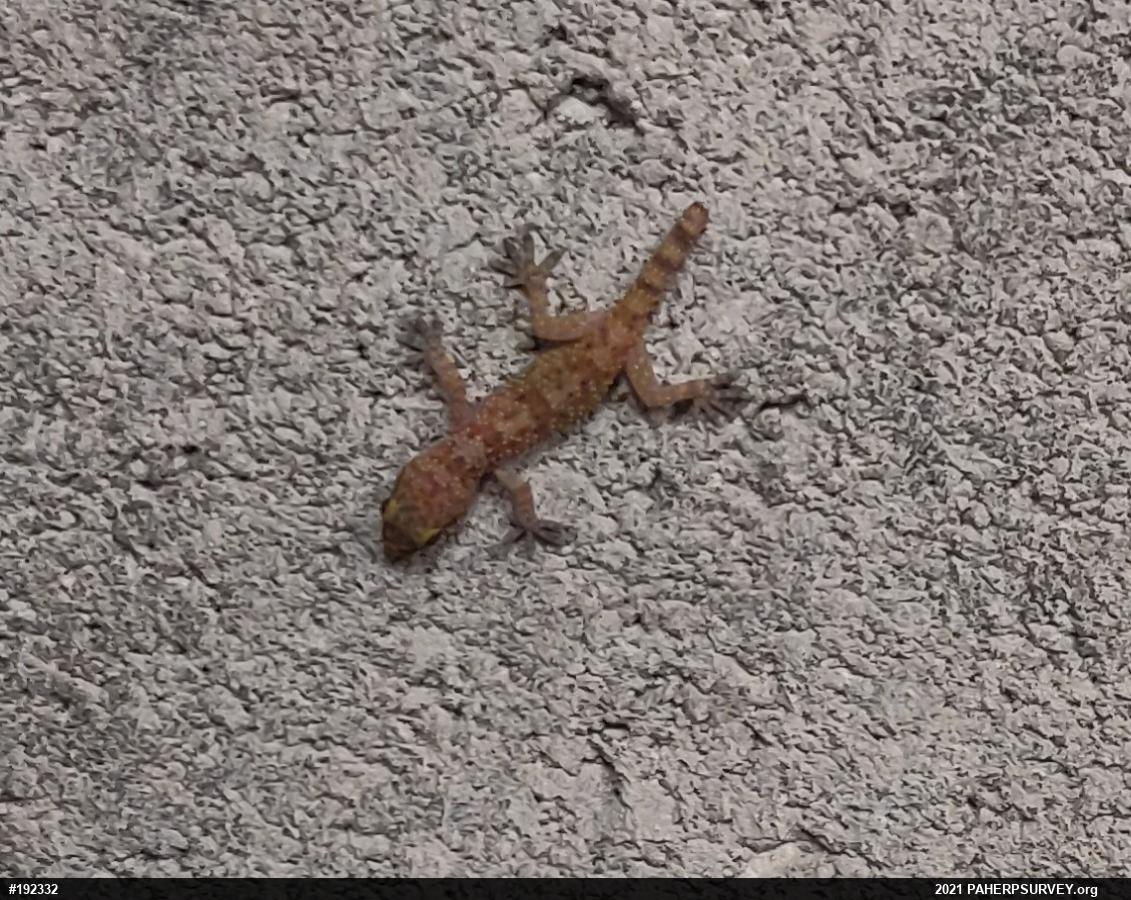 Mediterranean House Geckos
