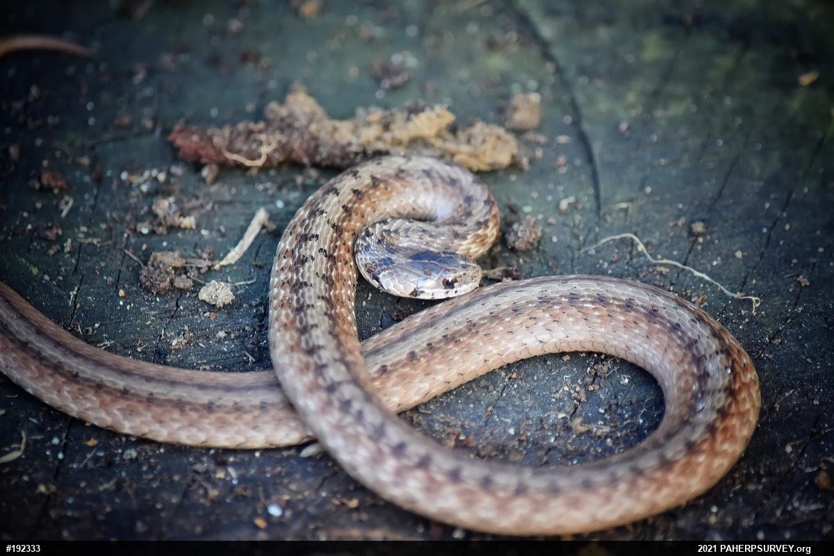 Dekay's Brownsnake
