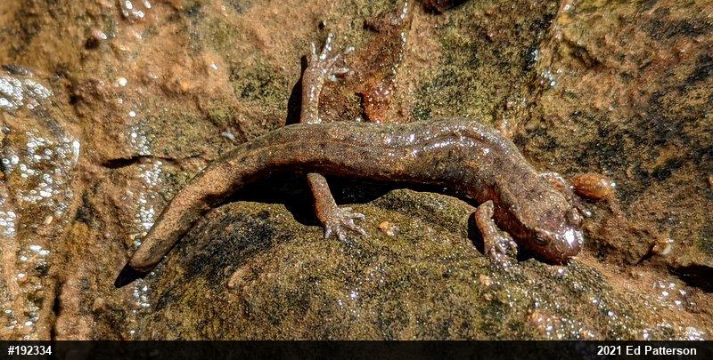 Northern Dusky Salamander