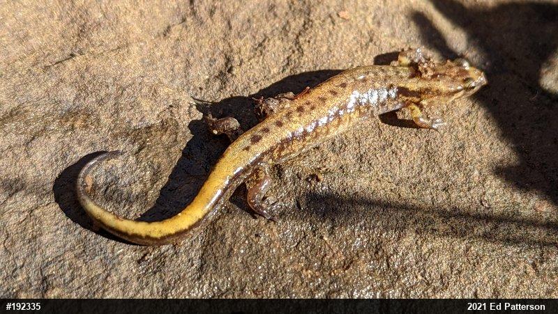 Allegheny Mountain Dusky Salamander