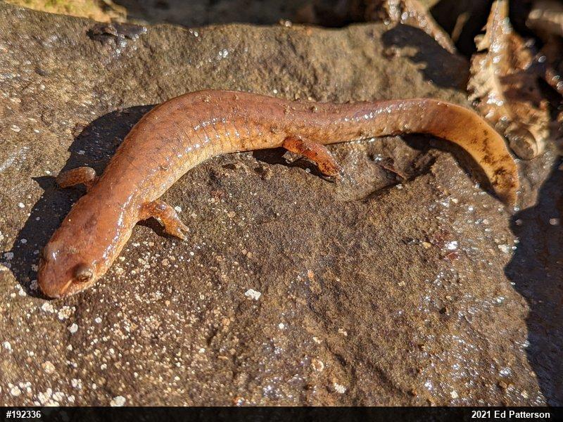 Northern Spring Salamander