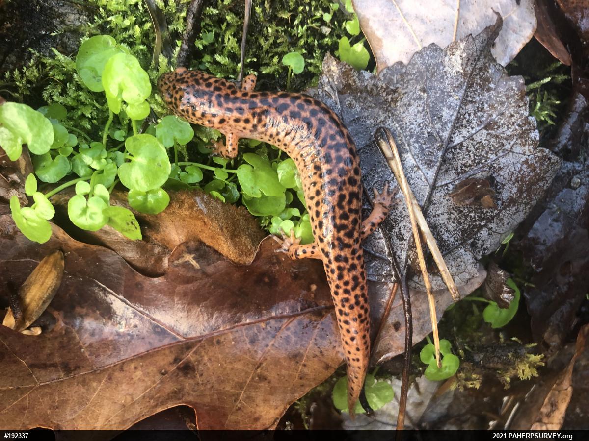 Northern Red Salamander