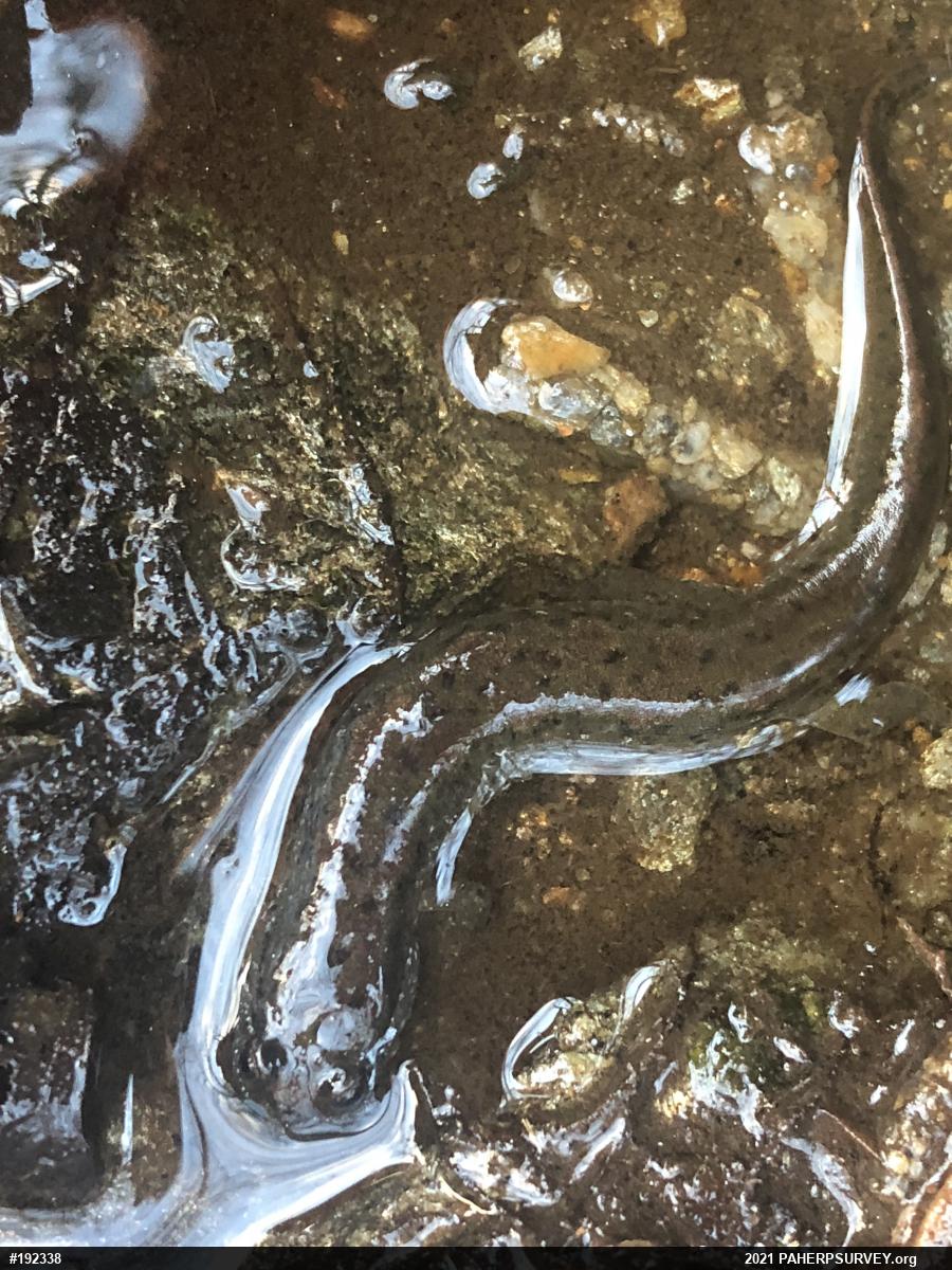 Northern Dusky Salamander