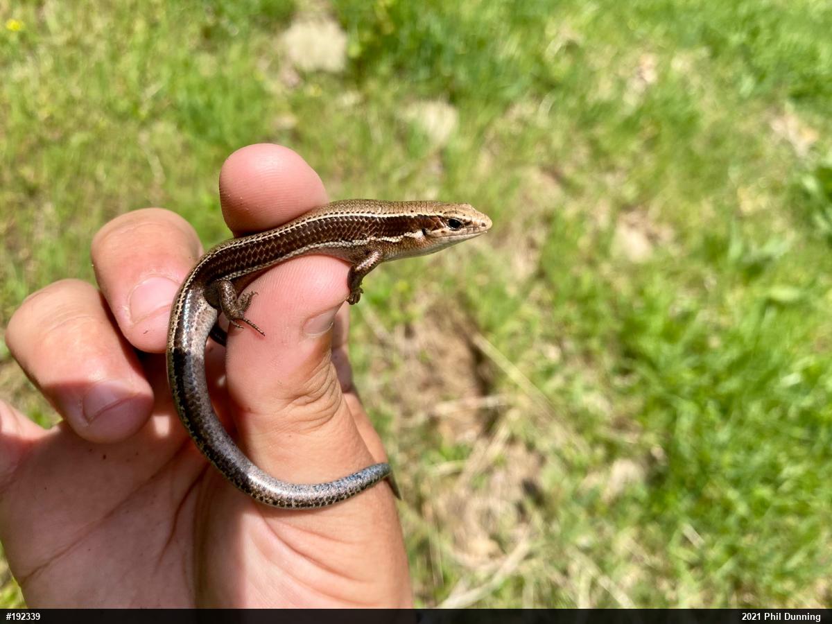 Northern Coal Skink