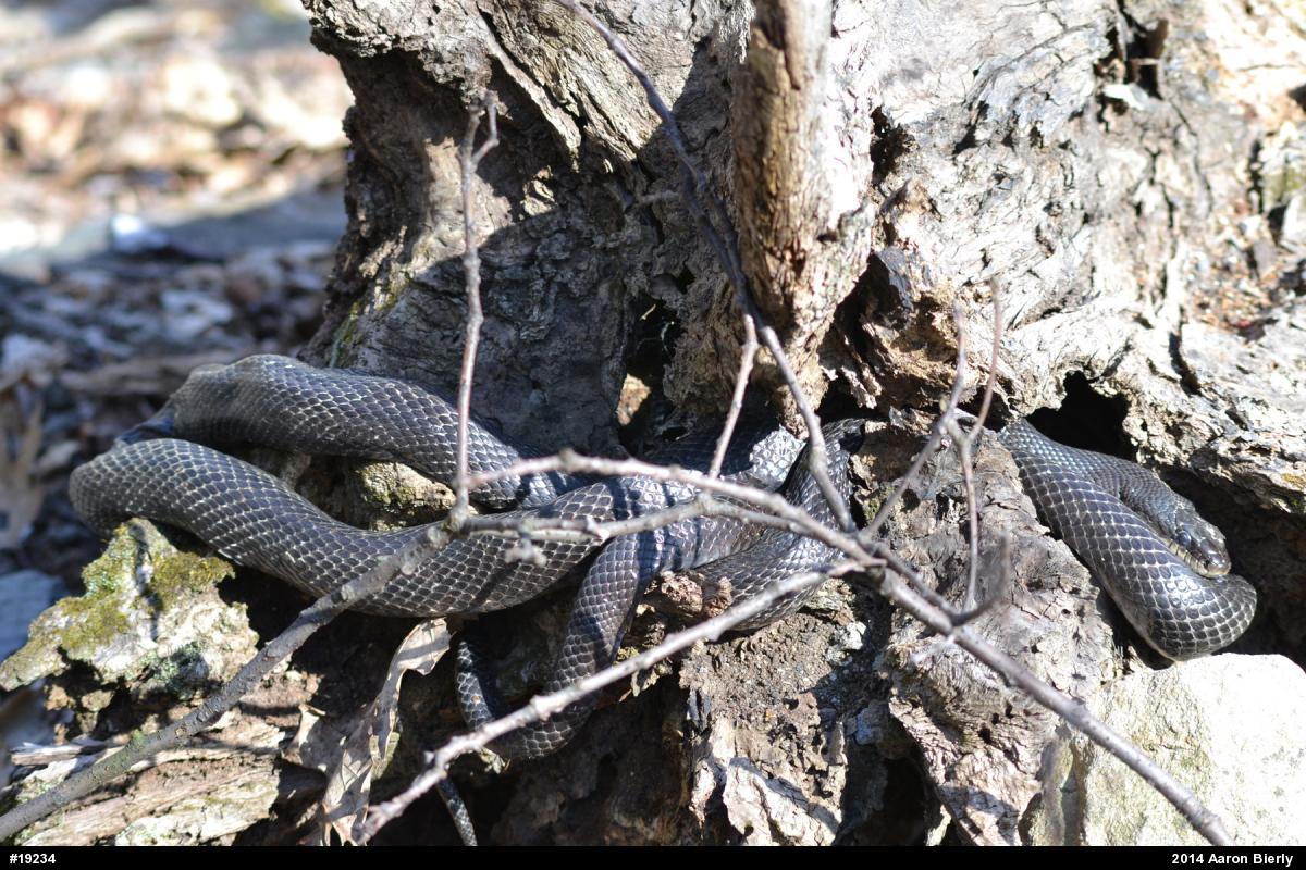 Eastern Ratsnake
