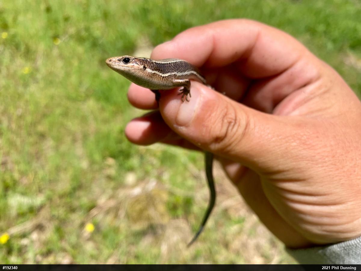 Northern Coal Skink