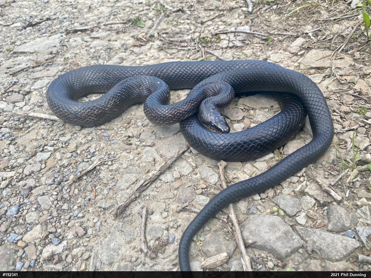 Eastern Ratsnake