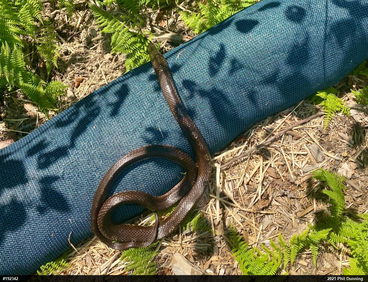Eastern Ratsnake