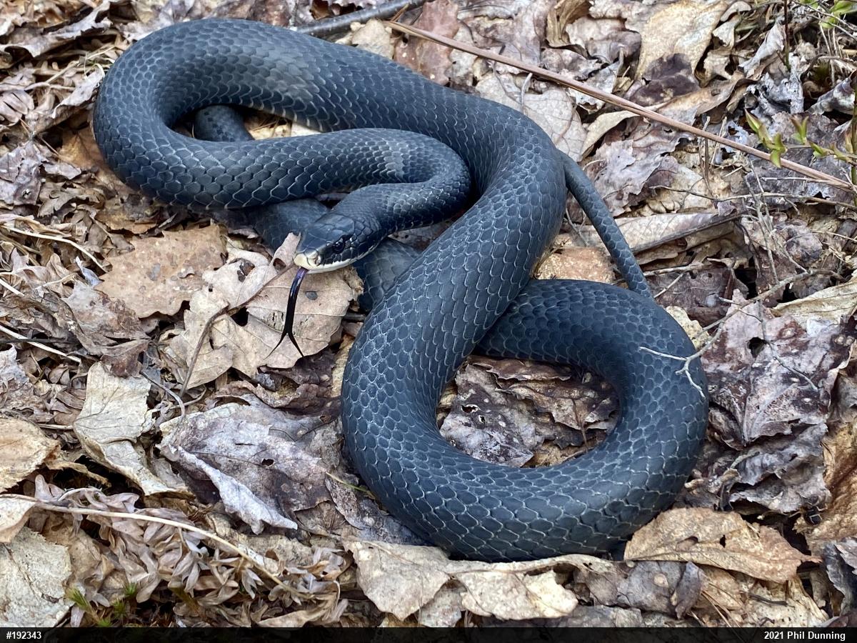 Northern Black Racer