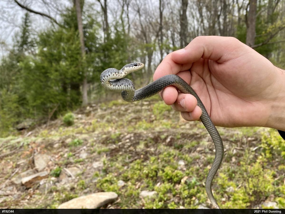 Northern Black Racer