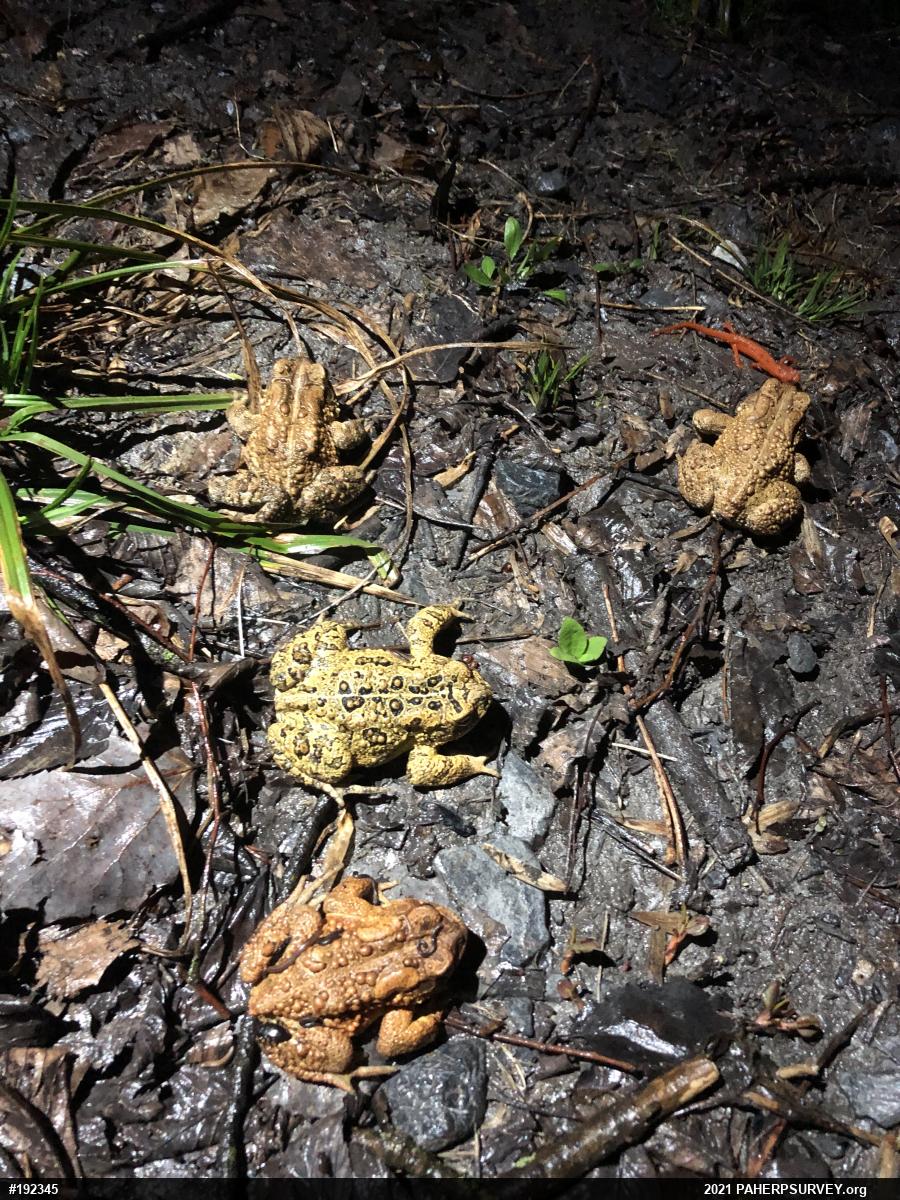 Eastern American Toad