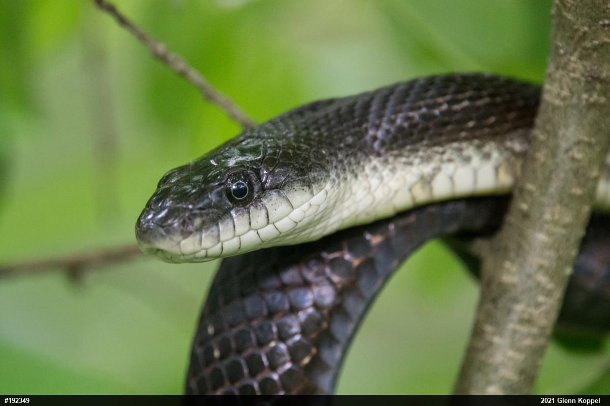 Eastern Ratsnake