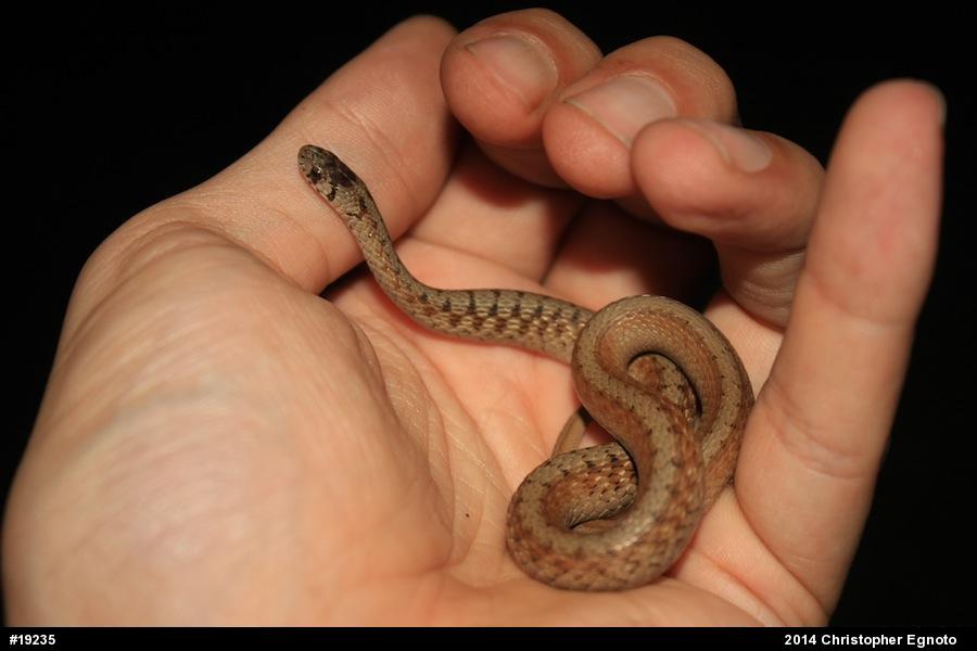 Dekay's Brownsnake