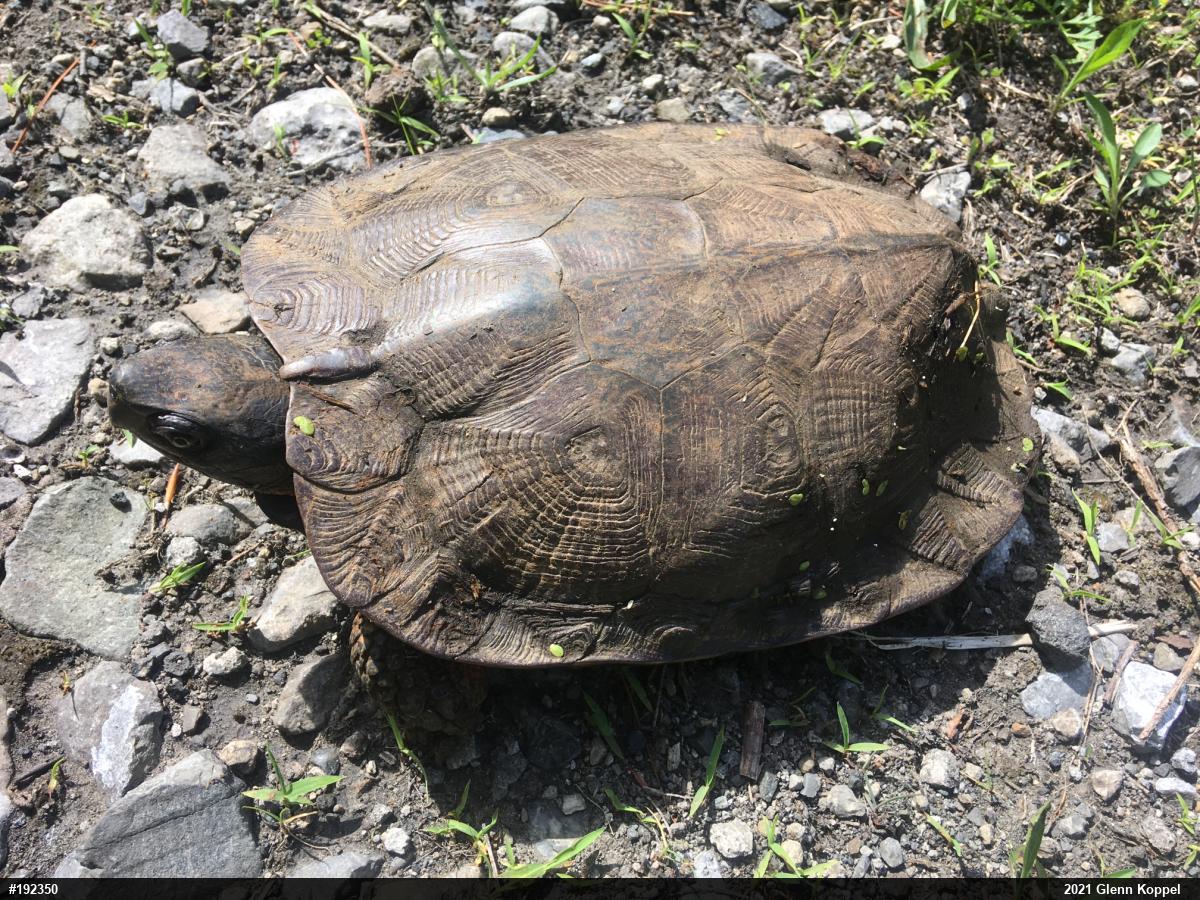 Wood Turtle