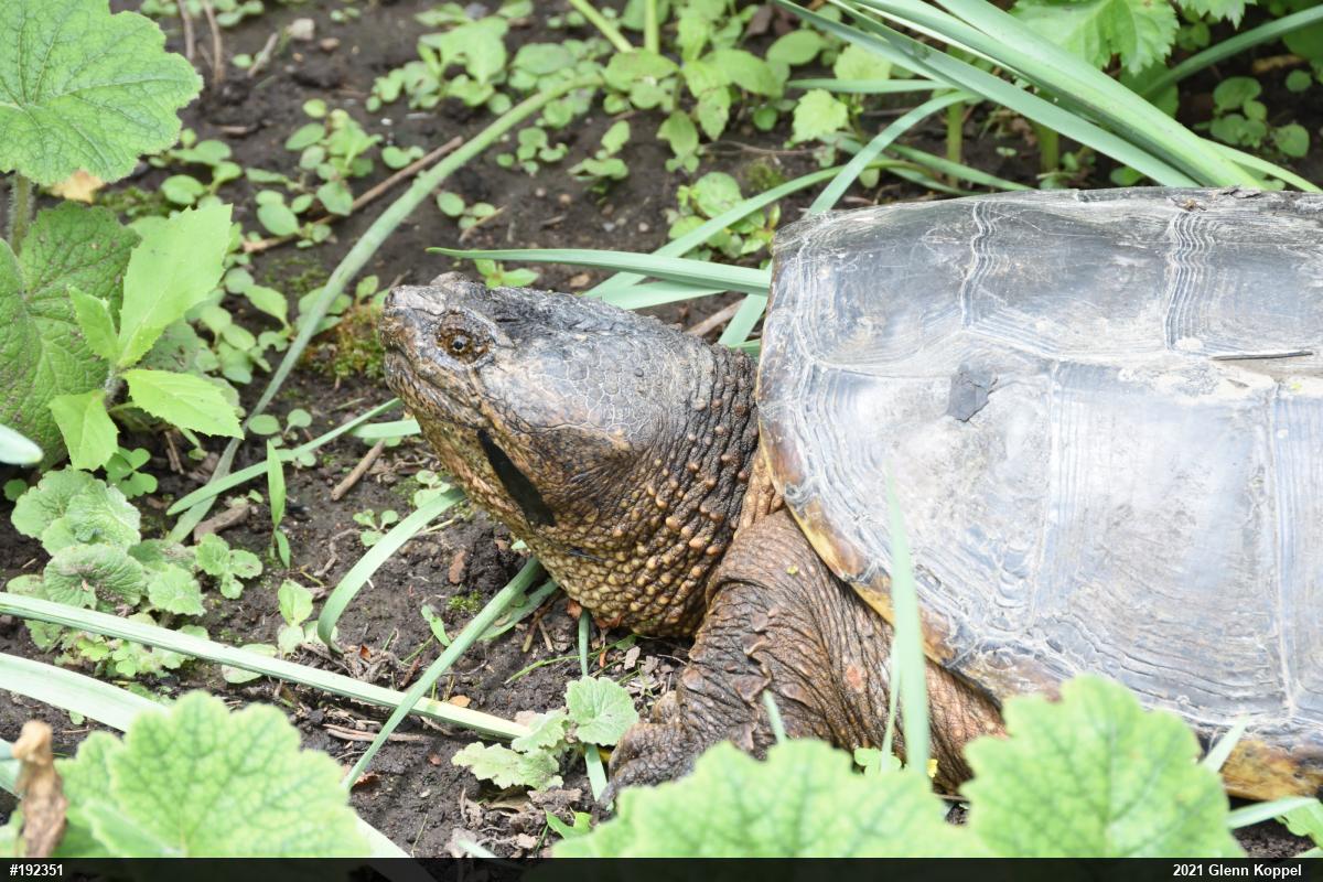 Snapping Turtle