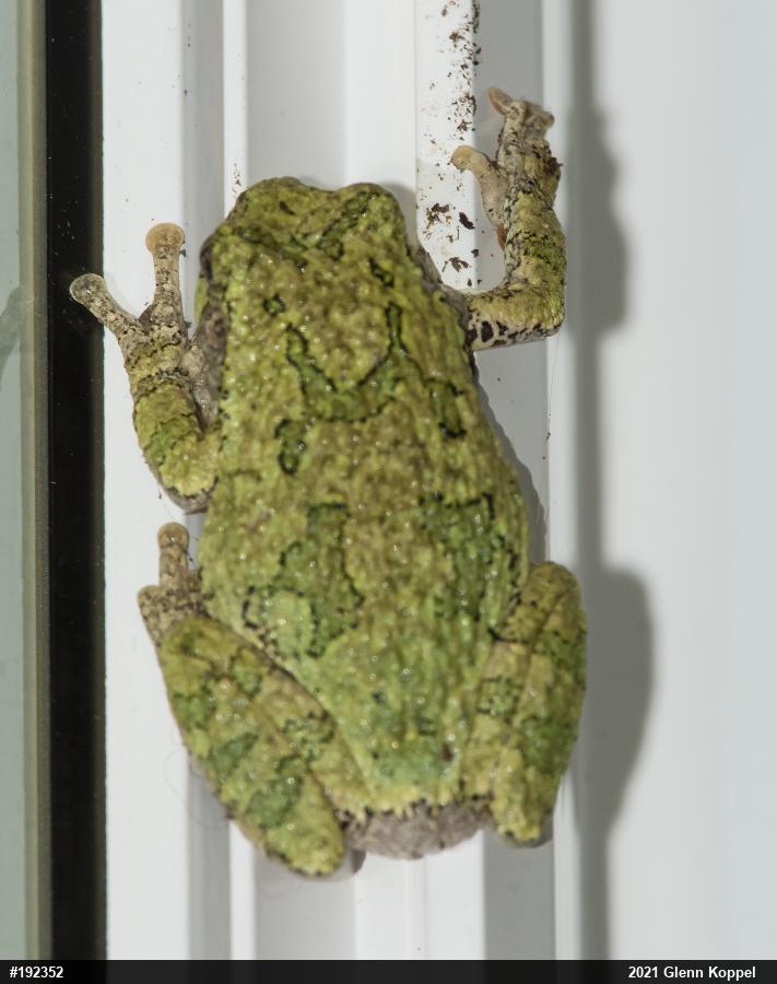 Unknown Gray Treefrog