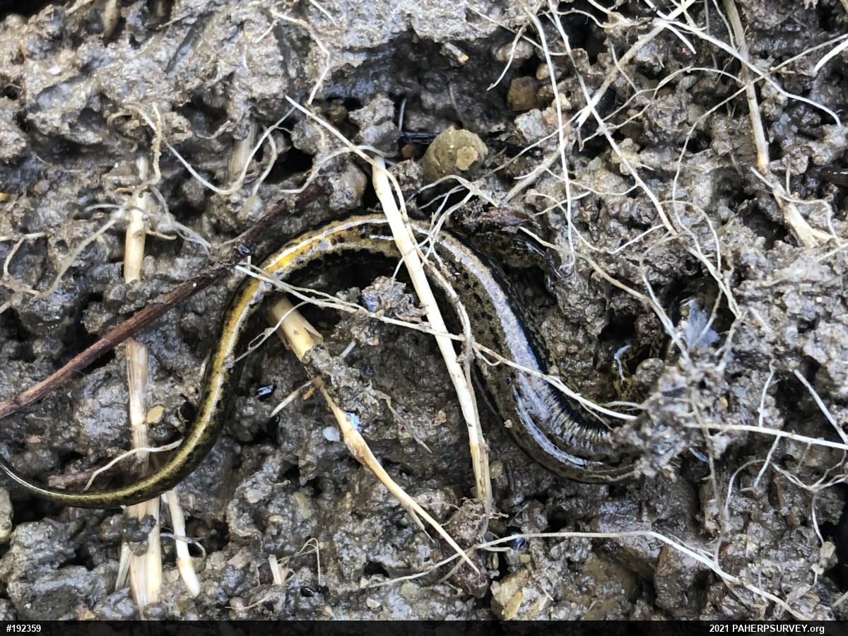 Northern Two-lined Salamander